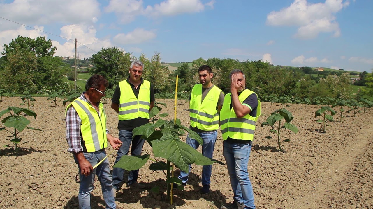 Paulownia Germany 2018!!!
