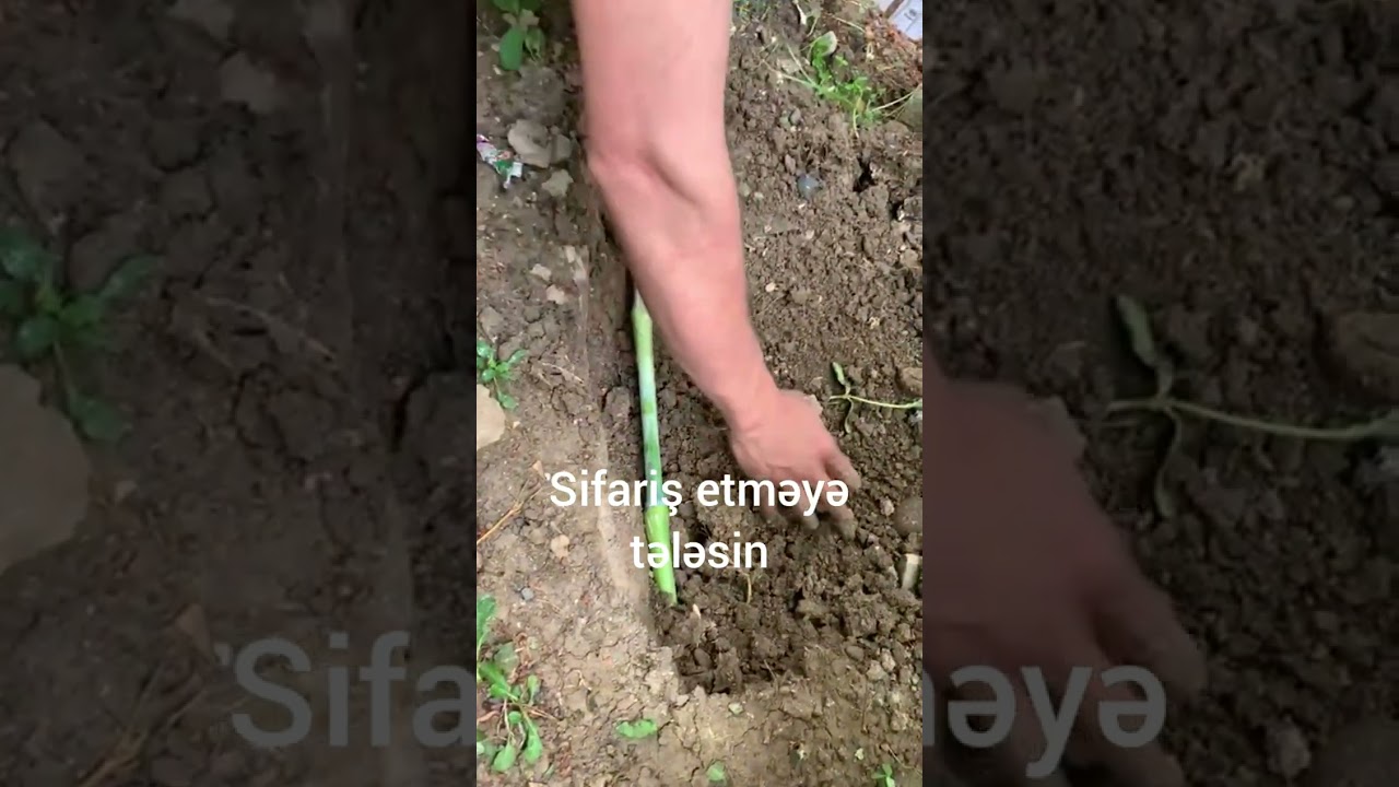 #maralfalfa #kəndhəyatı #ferma #koyunculuk  Maralfalfa satışa start verildi