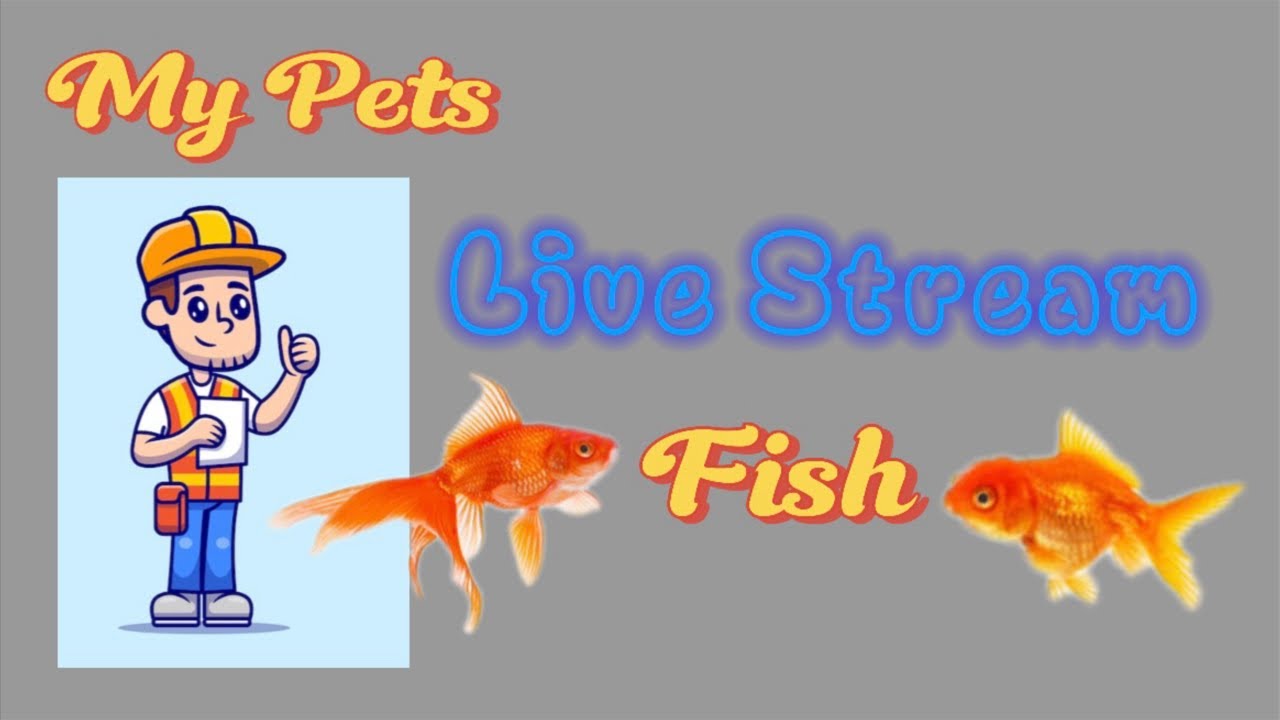 BhanzYC Live 02 | My Pets