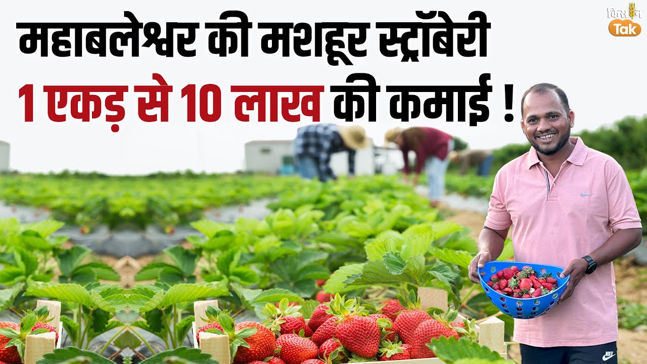 Strawberry Farming:जानिए कैसे होती है महाबलेश्वर की सबसे मीठी और मशहूर स्ट्रॉबेरी की खेती |Kisan Tak
