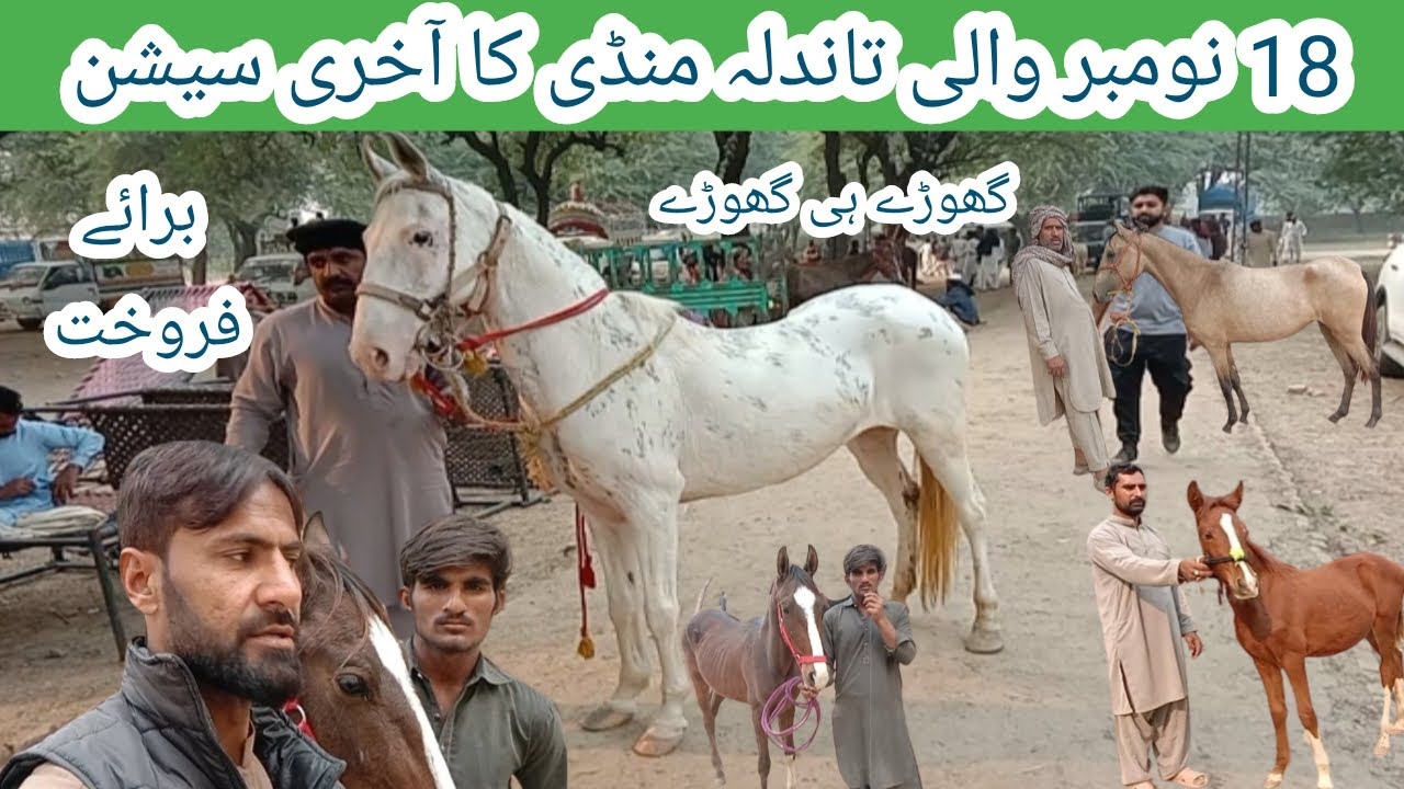 The last session of Tandla Horse Mandi on 18 November 2023 || Malik of Wah
