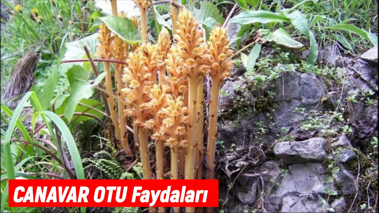 Canavar Otu Ne İşe Yarar - Canavar Otu Faydaları