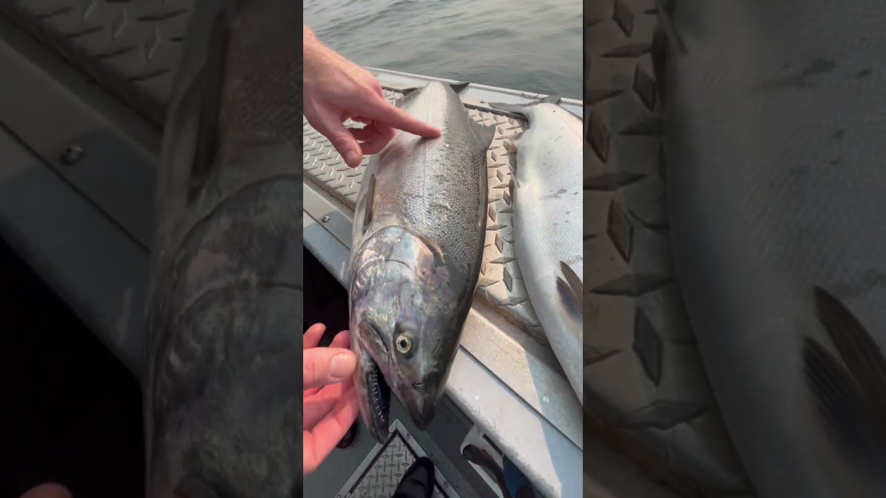 How to identify different species of salmon (Part 1)