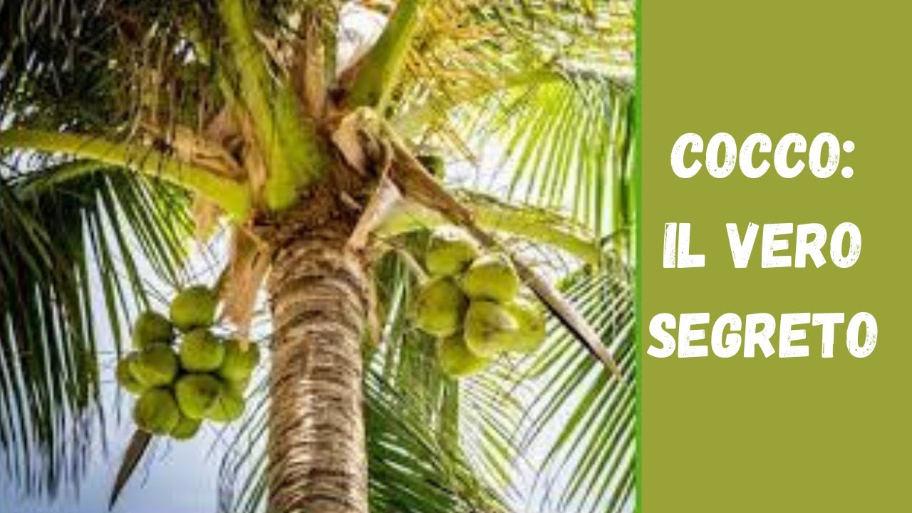 Dalla Noce alla Pianta: Tutto quello che devi sapere sulla Coltivazione del Cocco