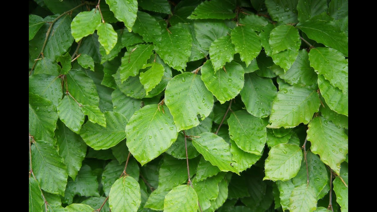 Common Beech tree (Fagus sylvatica)