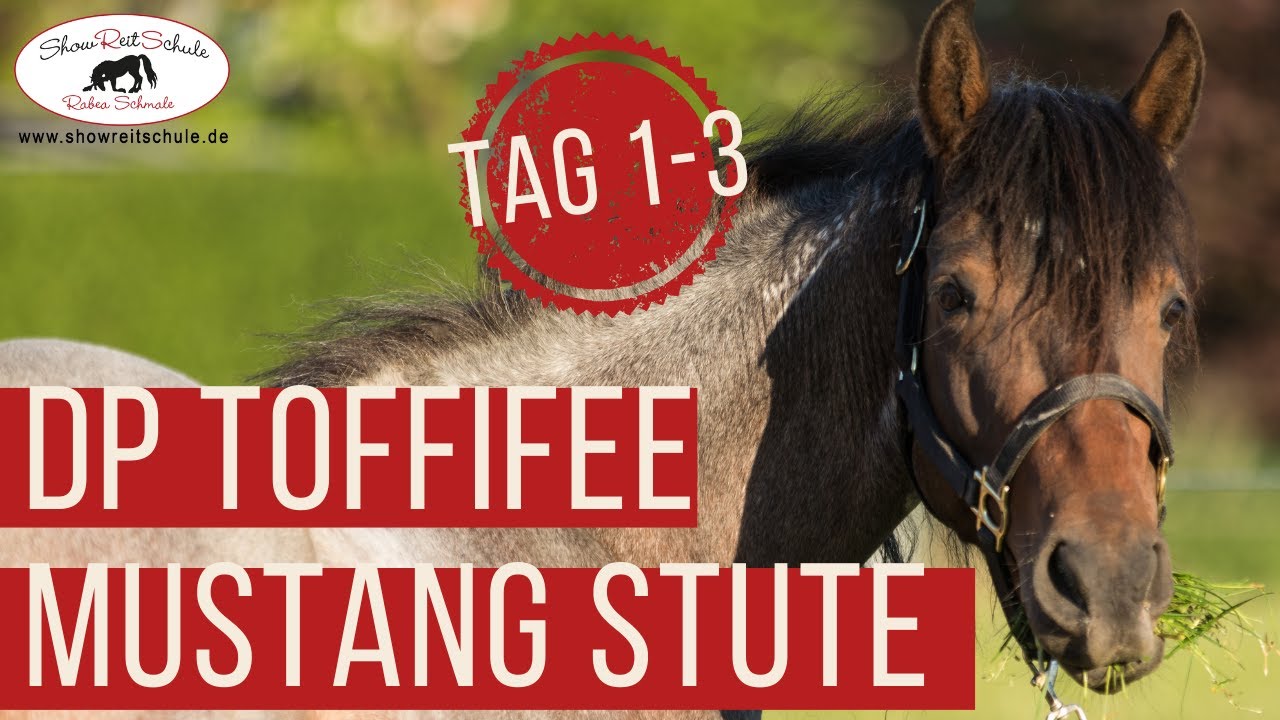 Ausbildung zum Pferdetrainer - Rabea Schmale Mustang Stute