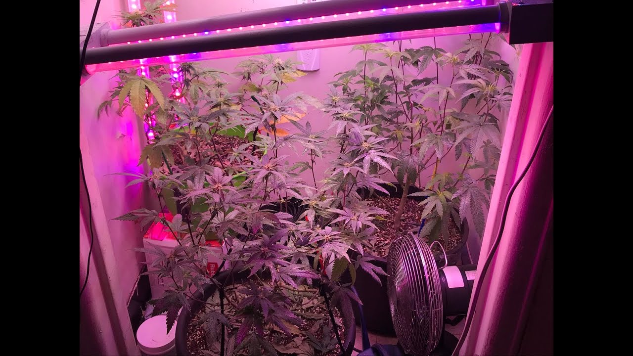 Update on garden Frosted Fruitcake and Peanut butter breath March 26 2023