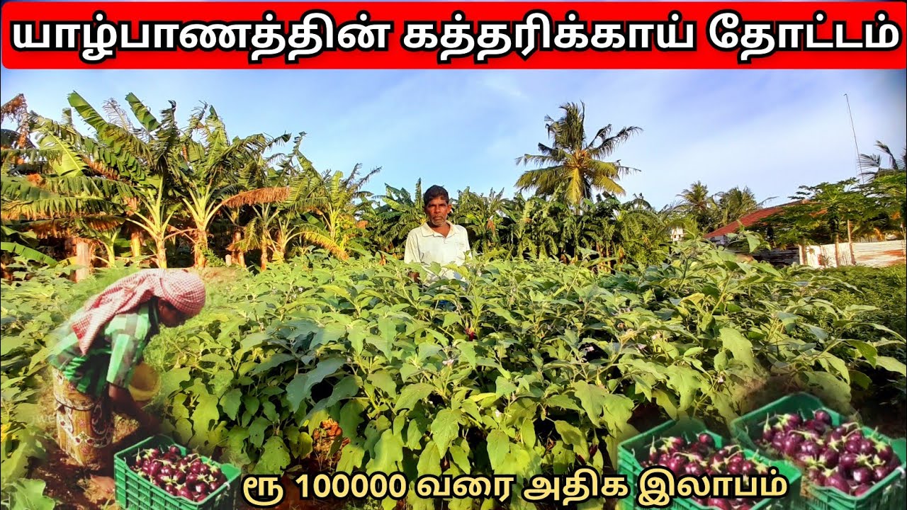 யாழ்பாணத்தின் கத்தரிக்காய் தோட்டம்/Eggplant garden in Jaffna/srilankan boy