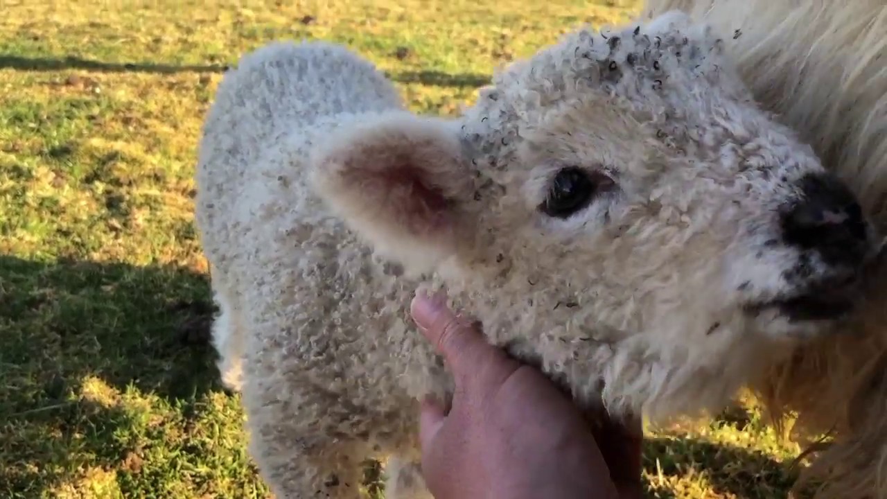 Harley - Greyface Dartmoor sheep for sale in Devon, Moorparks Holiday Cottages, North Devon