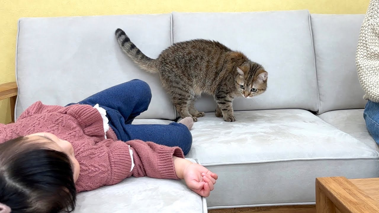 突然姪っ子が遊びに来て警戒心がMAXになった猫…。
