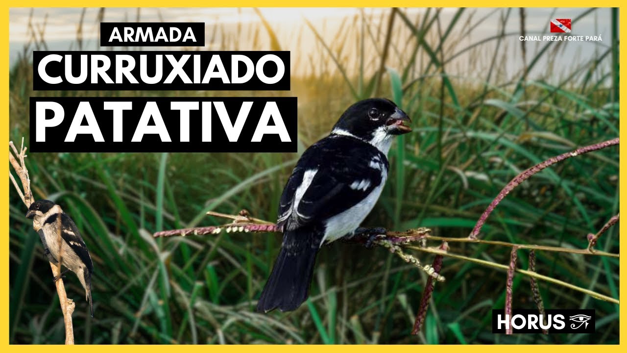 Curruxiado Patativa - Armada/Esquenta 2024