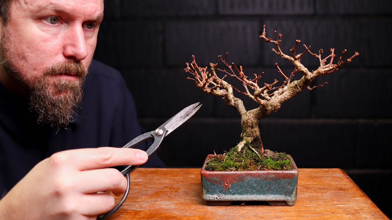 Pruning A Bonsai Recovering From Stress