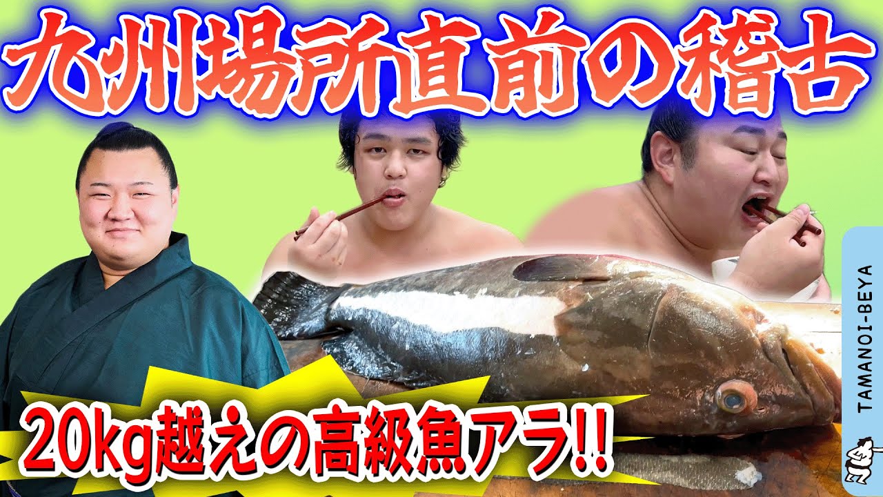 高級魚アラ/グルメ番長・清乃海/直前稽古
