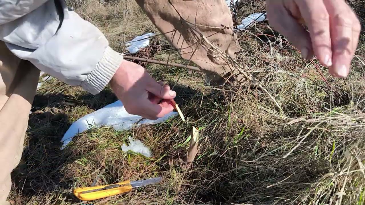 Първа присадка за Годината, Кайсия на подложка Джанка. Започваме ашладисване, че сезонът не чака!