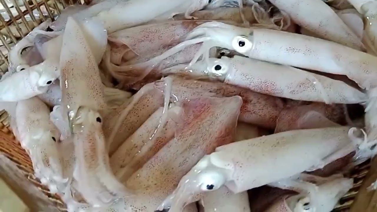 saatnya memilih ikan nelayan ngotok pinggiran