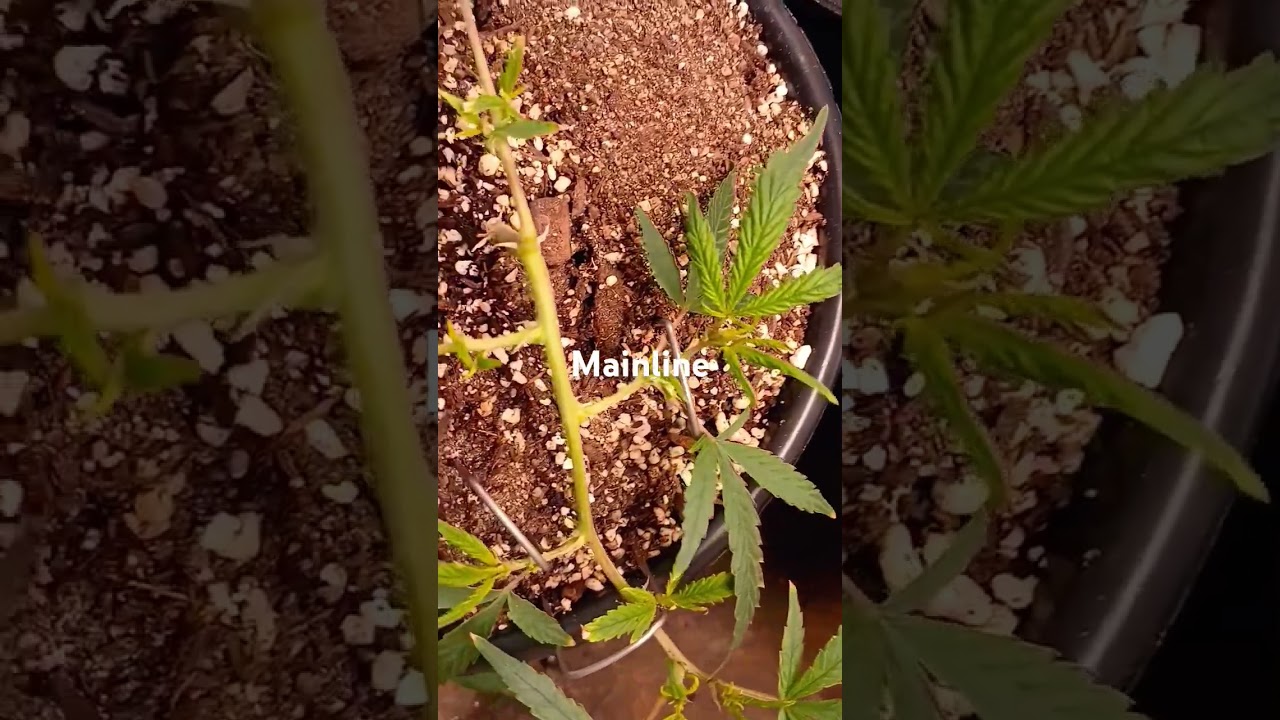 How to mainline cannabis #reels #youtubeshorts #viral #youtube #youtuber #shorts #fyp #trending