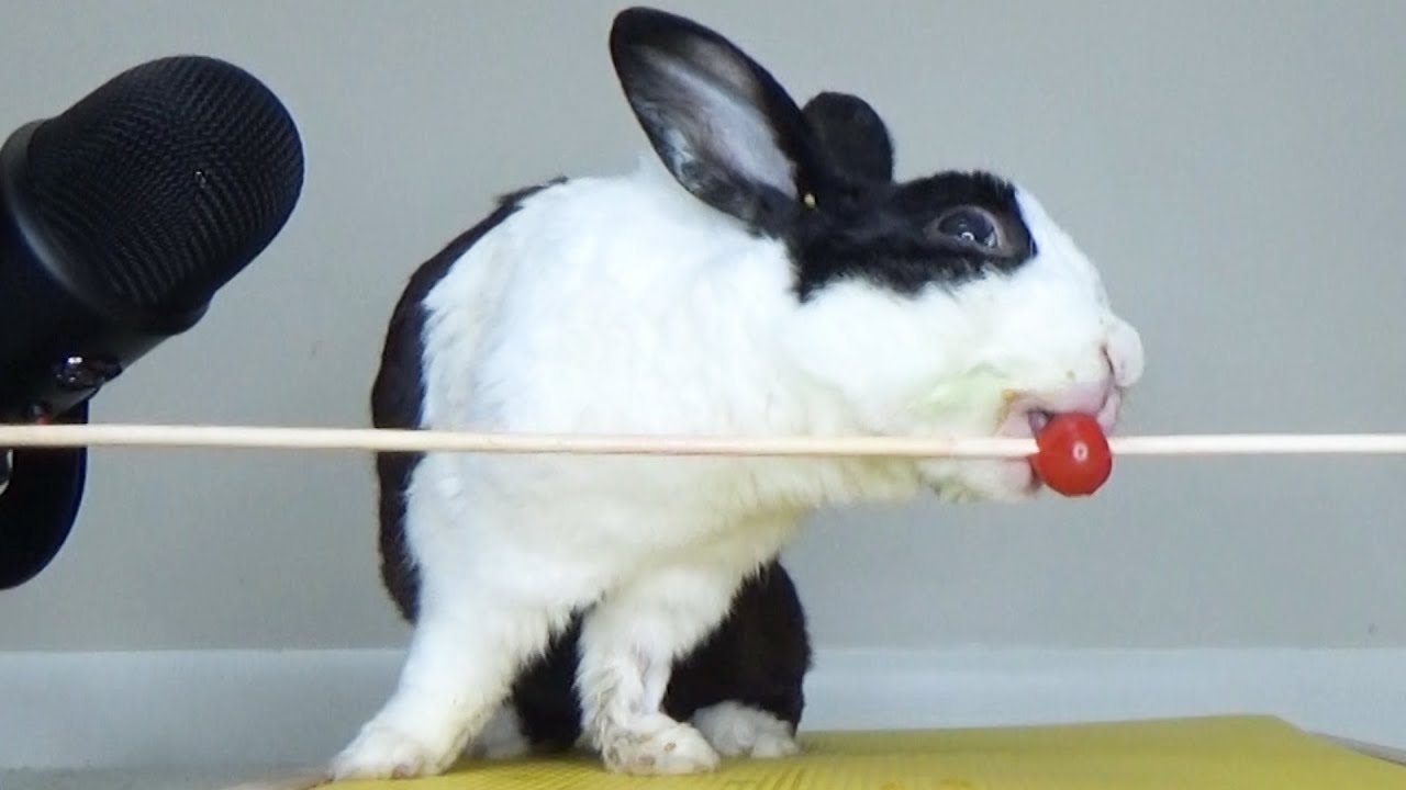 Rabbit eating tomatoes ASMR