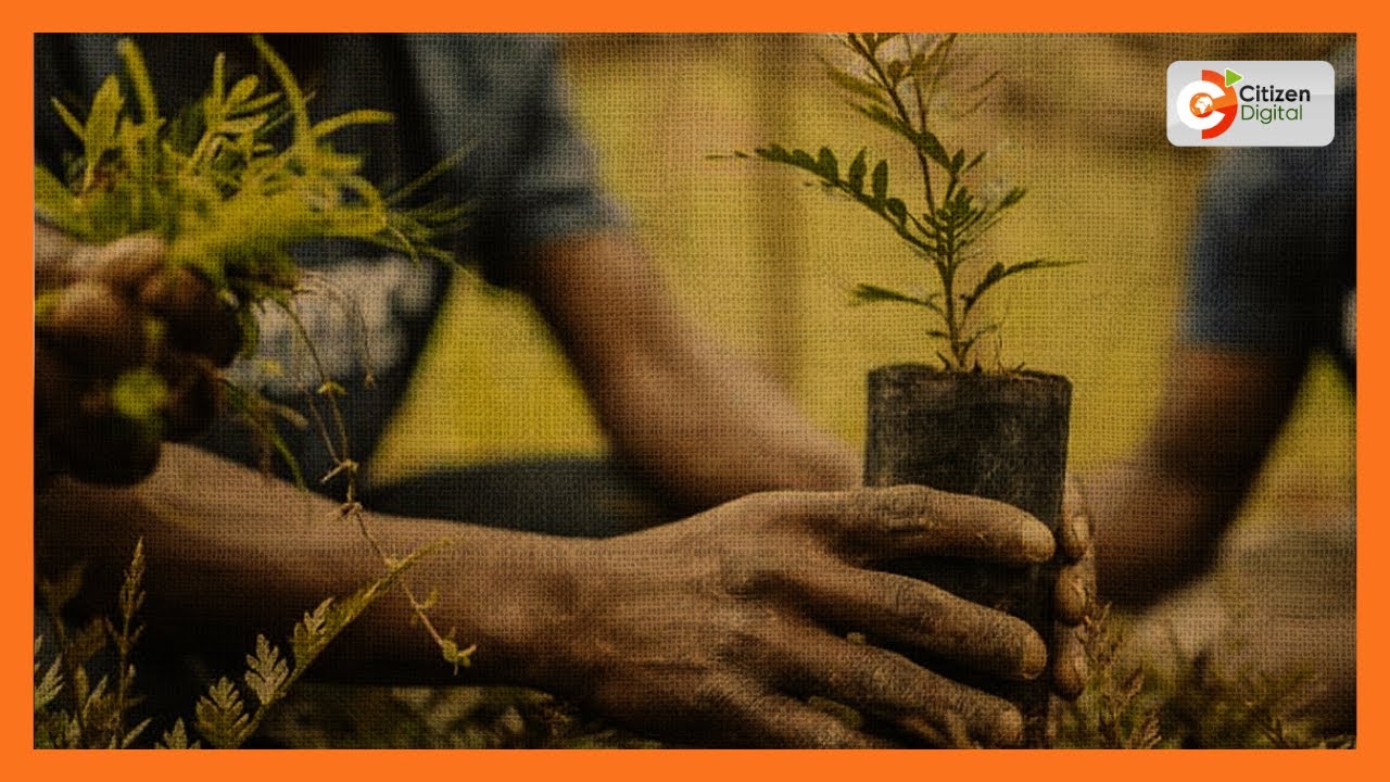 KDF soldiers and Kericho County leaders plant 1,500 indigenous trees