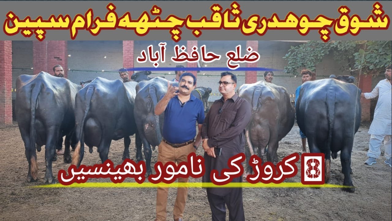 Nilli Ravi High Milking Buffalos |Chenab Dairy Farm Hafizabad|CH Saqib Chatha|Mian Attique Official