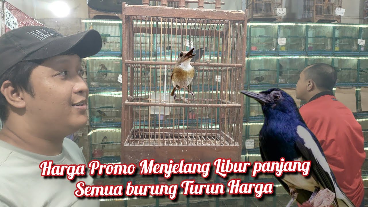 Menjelang Libur Panjang Semua burung Turun Harga 