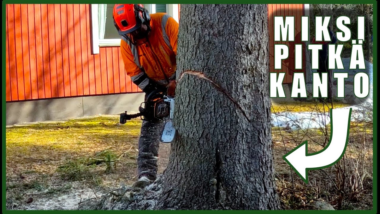 Metsolan Metsäkoulu 369 - Milloin on syytä katkaista pitempään kantoon!