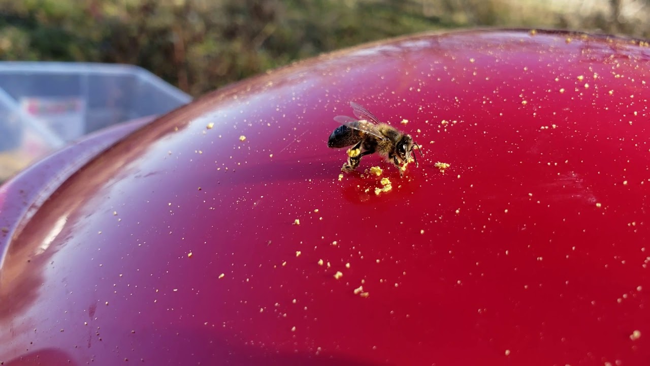How bees collect pollen close up