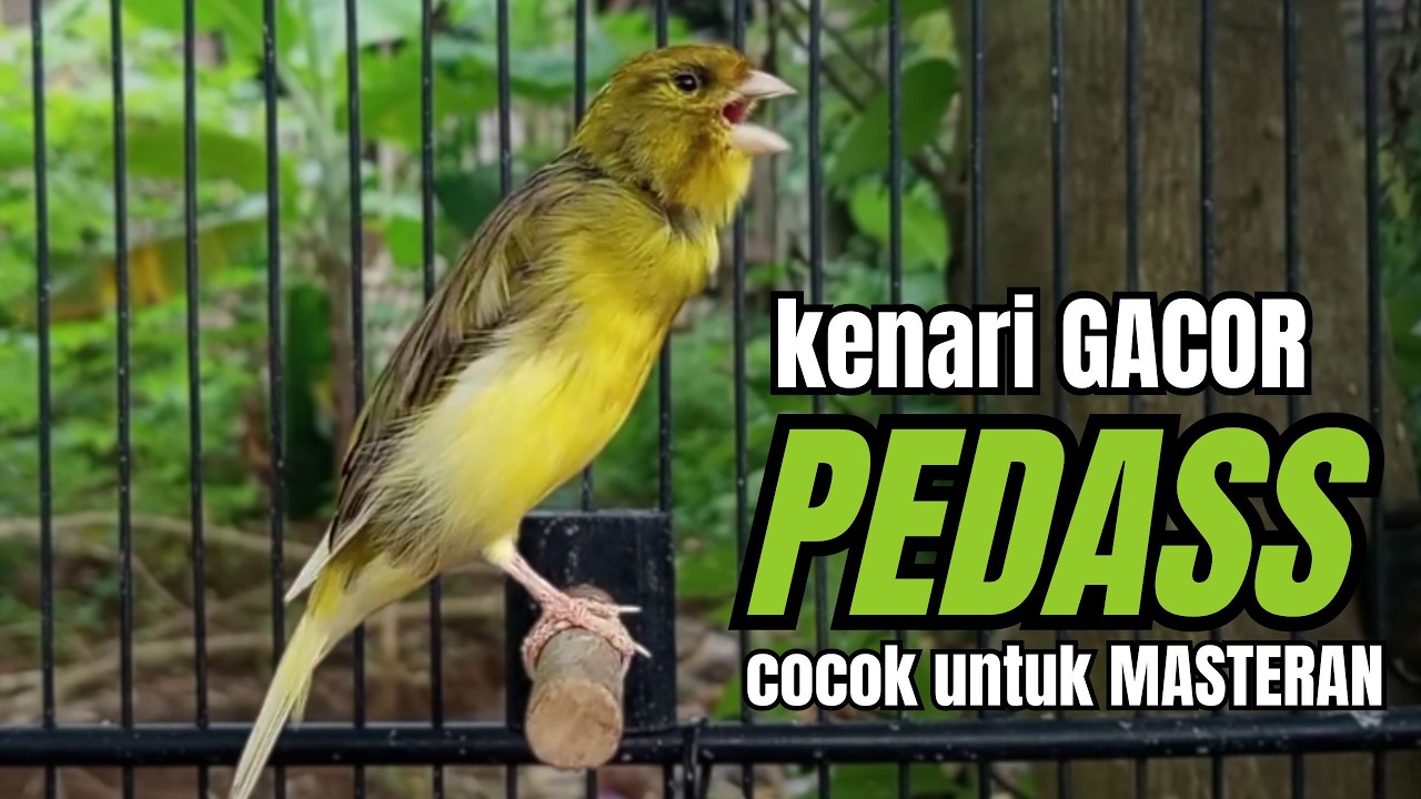 Masteran KENARI GACOR ngeroll panjang,Cuit Cuit Emosi AMPUH bikin kenari nyaut ,Masteran MURAI BATU