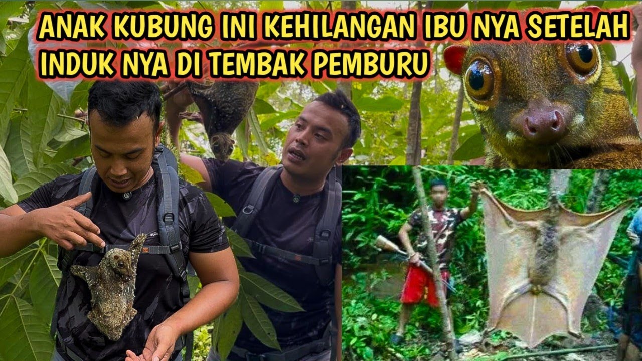 SUNGGUH KEJAM..ANAK KUBUNG INI DI BUANG SETELAH INDUK NYA DI TEMBAK PEMBURU | SUNDA COLUGO