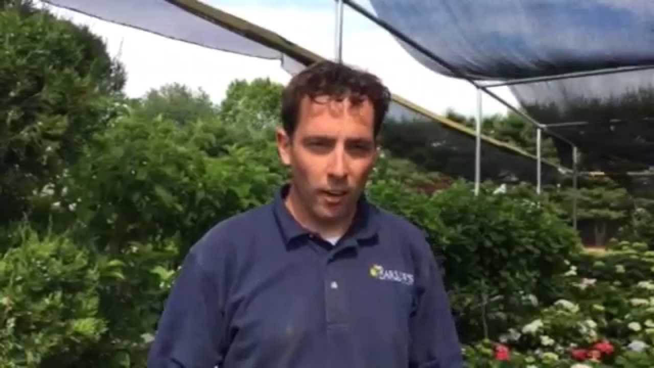 Barlow's TV [Episode 55] Care for your Hydrangeas with these easy steps!