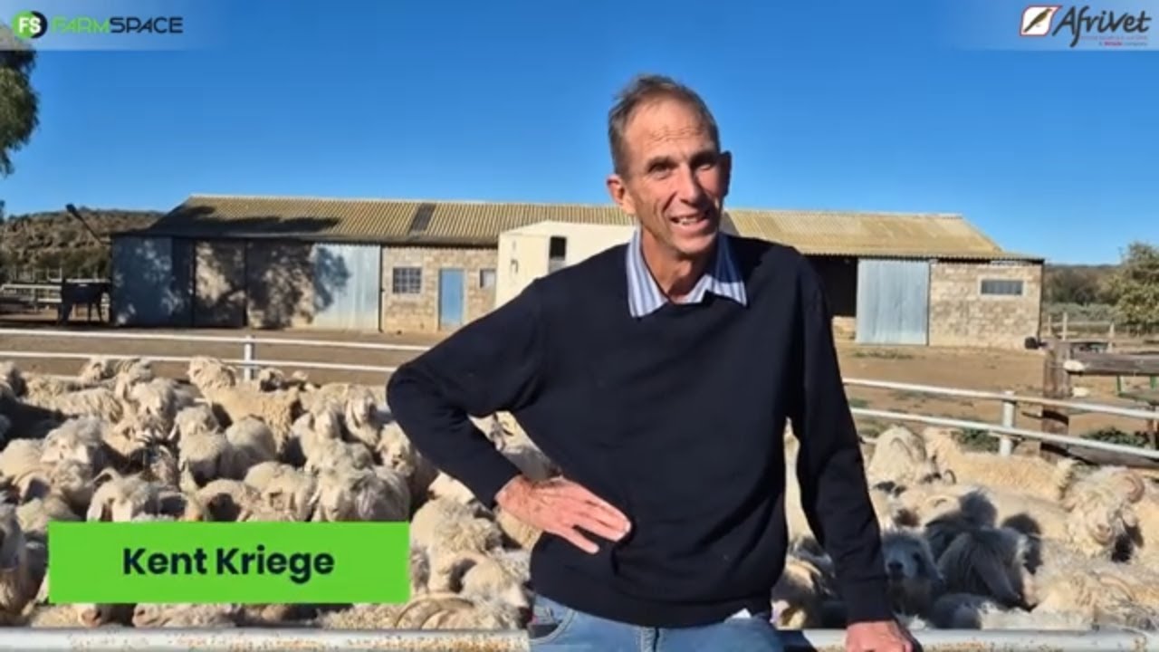 Hoe help Afrivet vir Kent met sy dieregesondheid, stres vermindering en produksie?