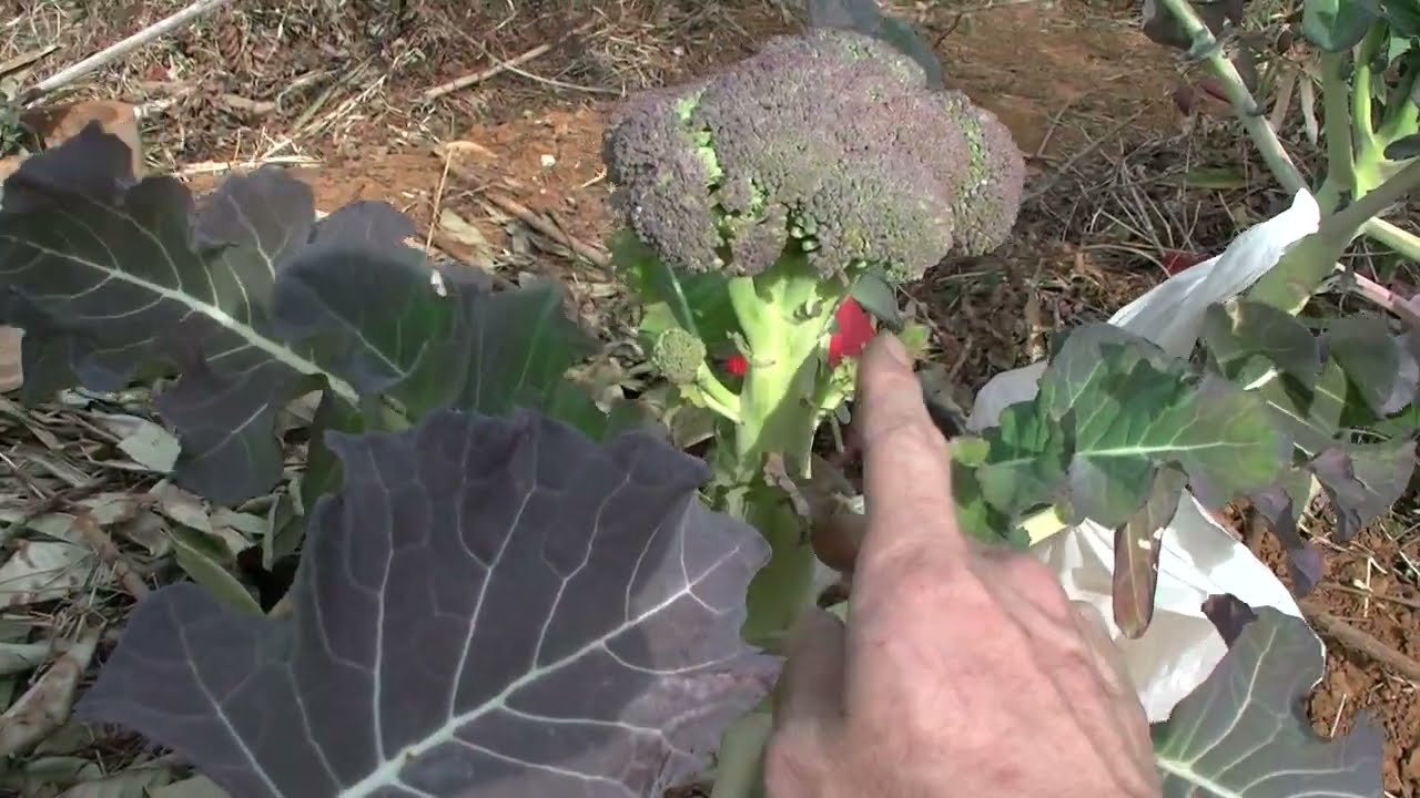 2月上旬　強力寒波前にちょこっと畑確認