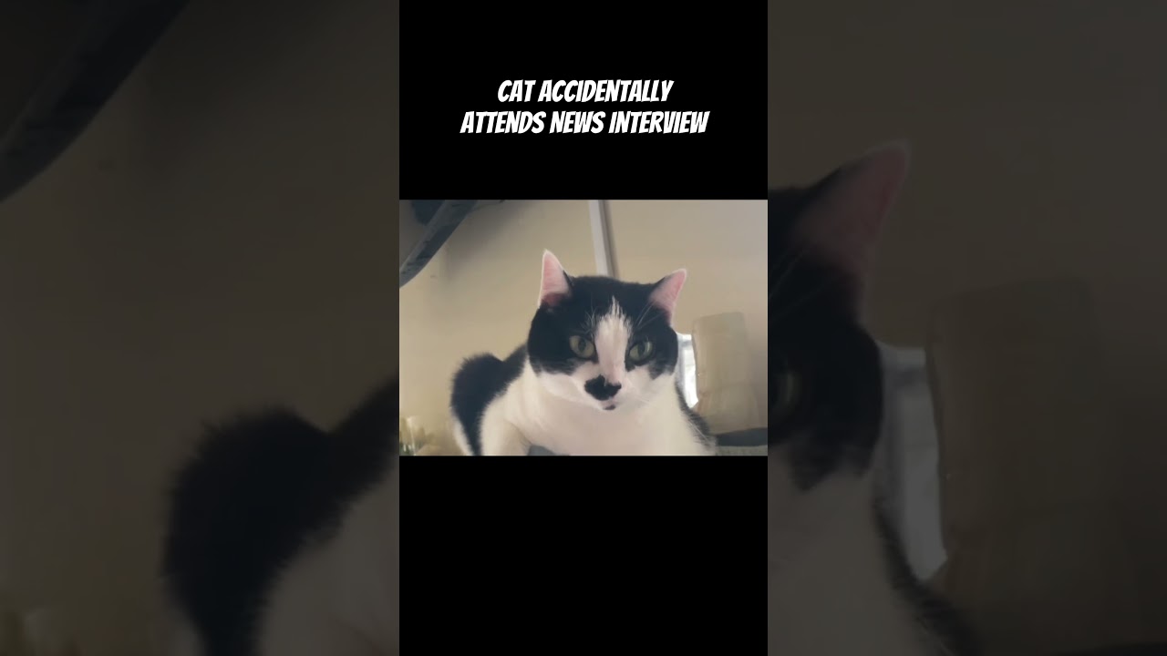 CAT ACCIDENTALLY ATTENDS NEWS INTERVIEW!🙀 #cat #funny #cats #kitten #shorts #news #interview #kitty