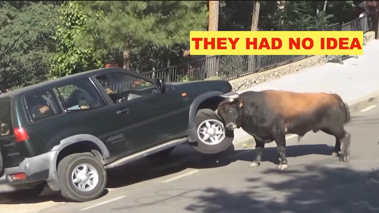 REACTION TO WILD ANIMALS INVADING CITIES; CAUGHT ON CAMERA.