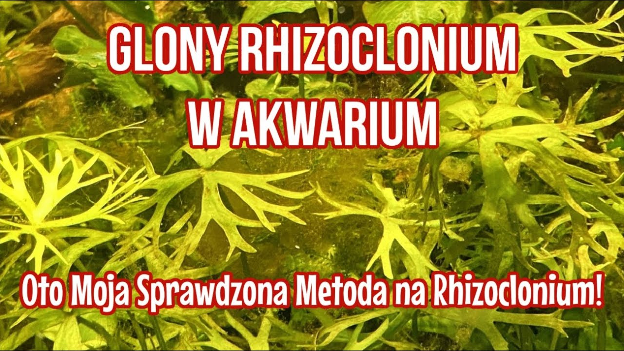 Jak Pozbyć Się Glon&oacute;w Rhizoclonium? M&oacute;j Skuteczny Spos&oacute;b!