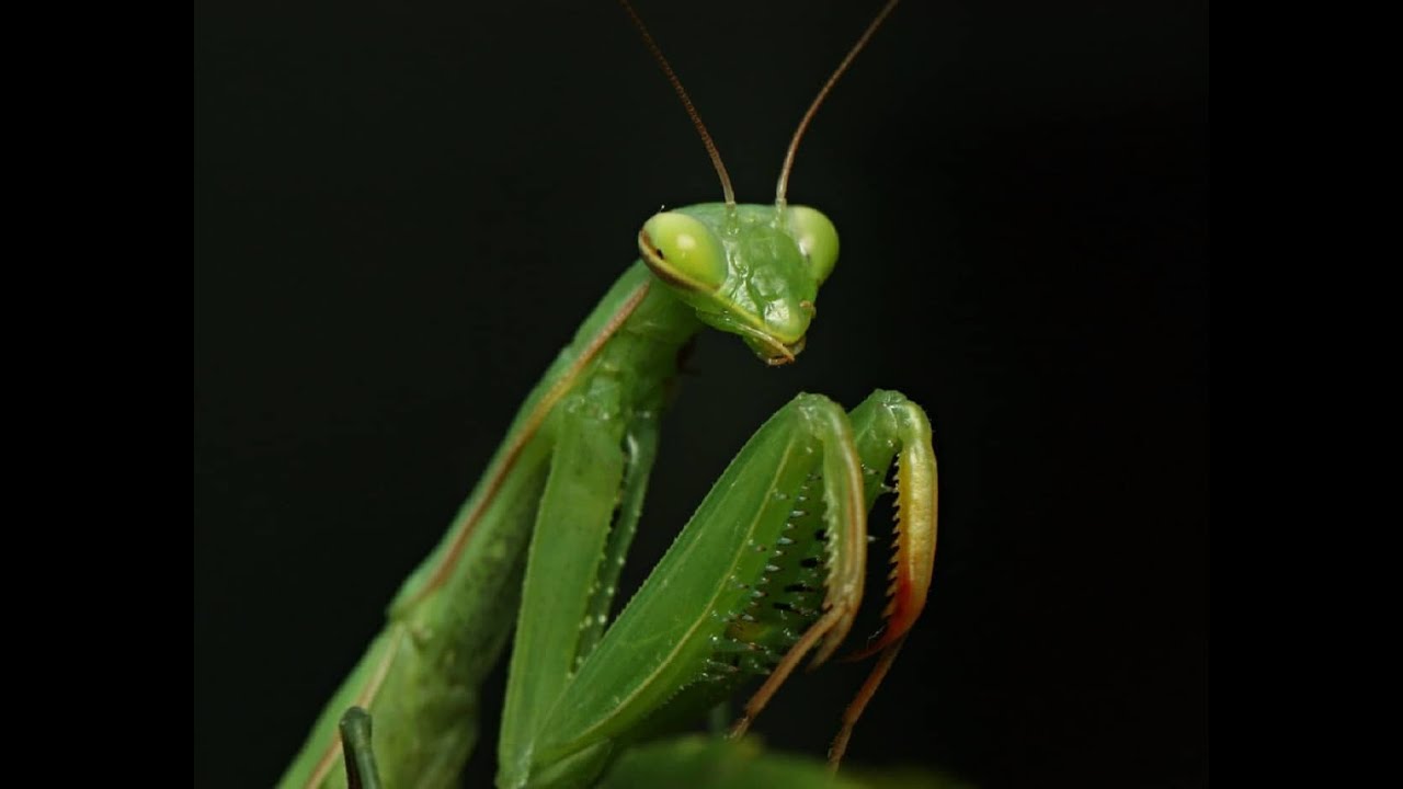 RESPIRACIÓN EN INVERTEBRADOS I - SISTEMA RESPIRATORIO EN ANIMALES - DIRECTA - CUTÁNEA - BRANQUIAL