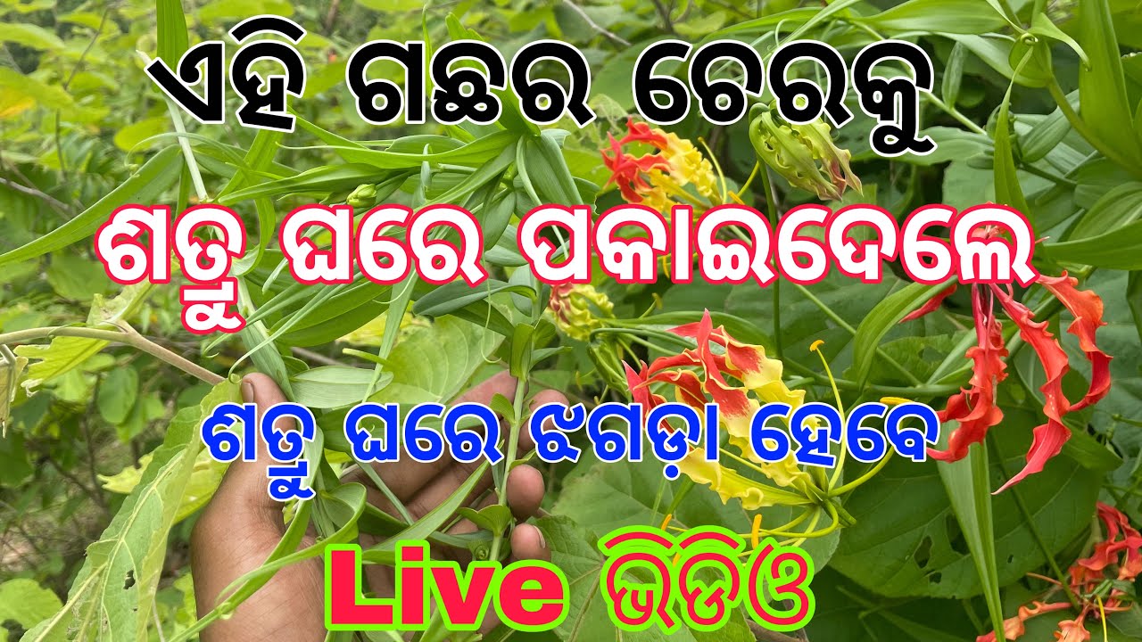 TEC BIGYAN ODIA LIVE | Satru Bashikaran odia | Satru Rakshya upay | tecbigyan | tecbigyan odia