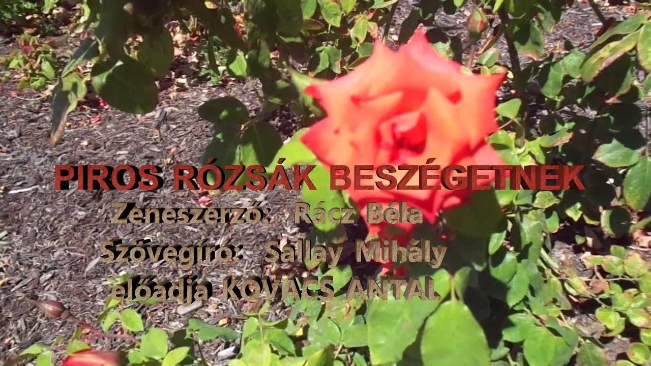 PIROS RÓZSÁK BESZÉLGETNEK