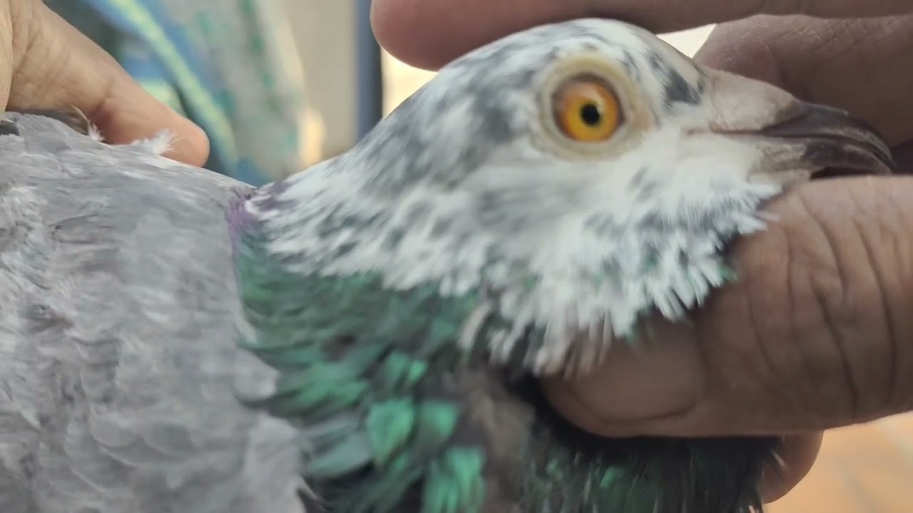 Karna pura,sadha racing Pigeons for sales in trichy shaik loft trichy