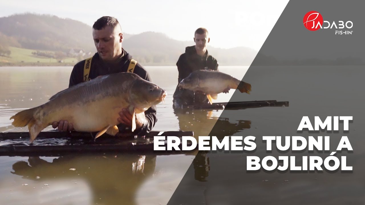 Pontyhorgászat: amit érdemes tudni a bojliról!