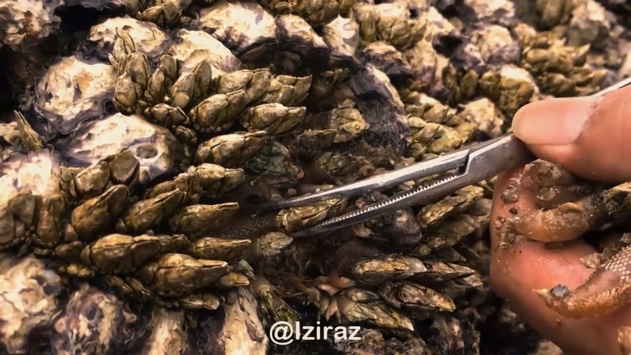 Watch and relaxing  1hour work in sea with me Ep24