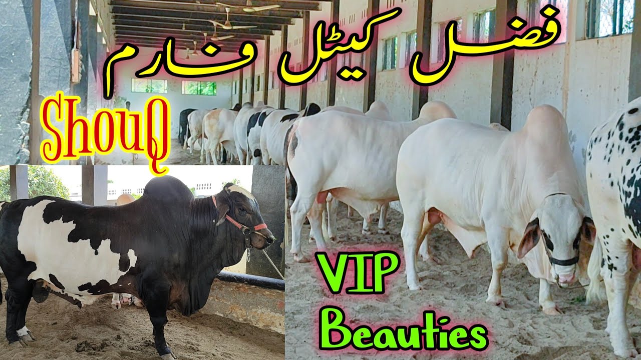 Fazal Cattle Farm k VIP Bachryy ka ShouQ latest update