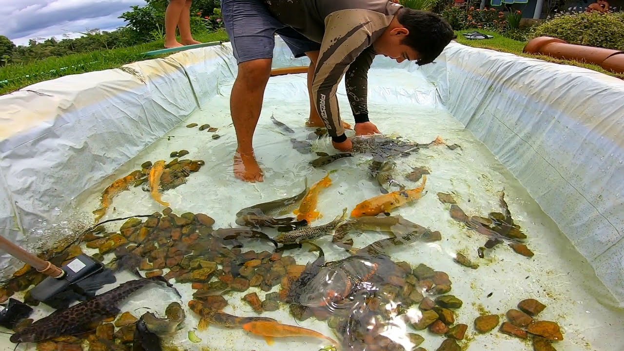 QUASE NÃO ACREDITEI QUANDO GANHEI ESSE PEIXE ainda posso escolher