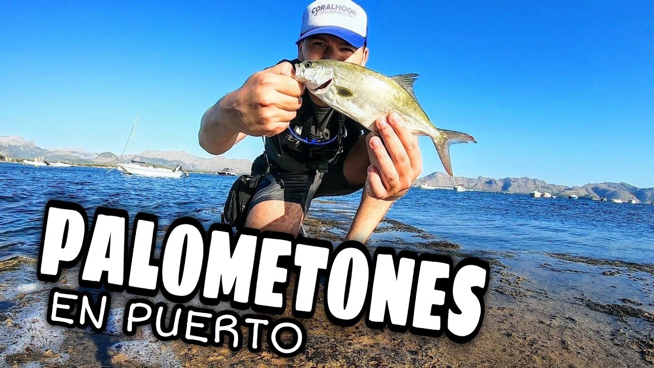 PESCA de PALOMETONES a SPINNING a TOPWATER desde Costa [🔥MUCHA ACTIVIDAD🔥] estrenando se&ntilde;uelos!