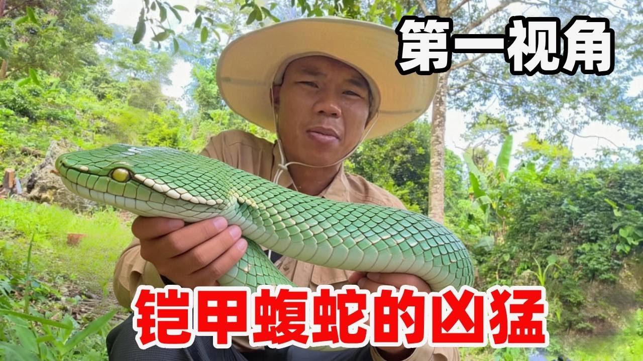 重返印尼苏门答腊，毒蛇探险日记更新，雨林深处邂逅剧毒蛇类