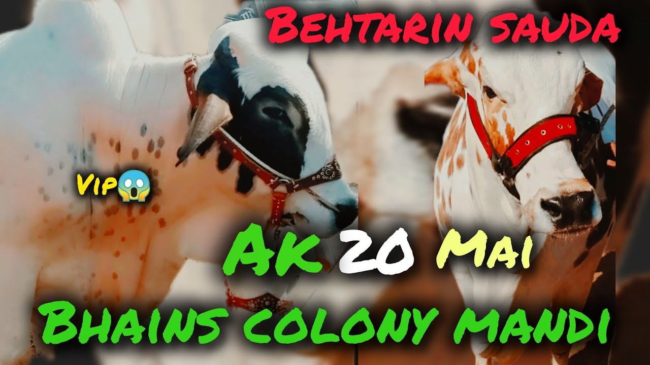Itni Sasti Cow 😱 Karachi Ki Sab Se Sasti Cow Mandi 😱 | Qurbani 2026 Full Rates Update 💸