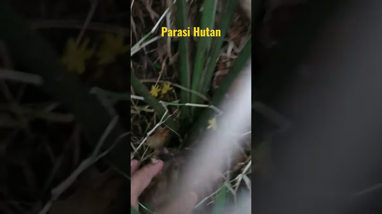 Simanis Hutan (Parasi)