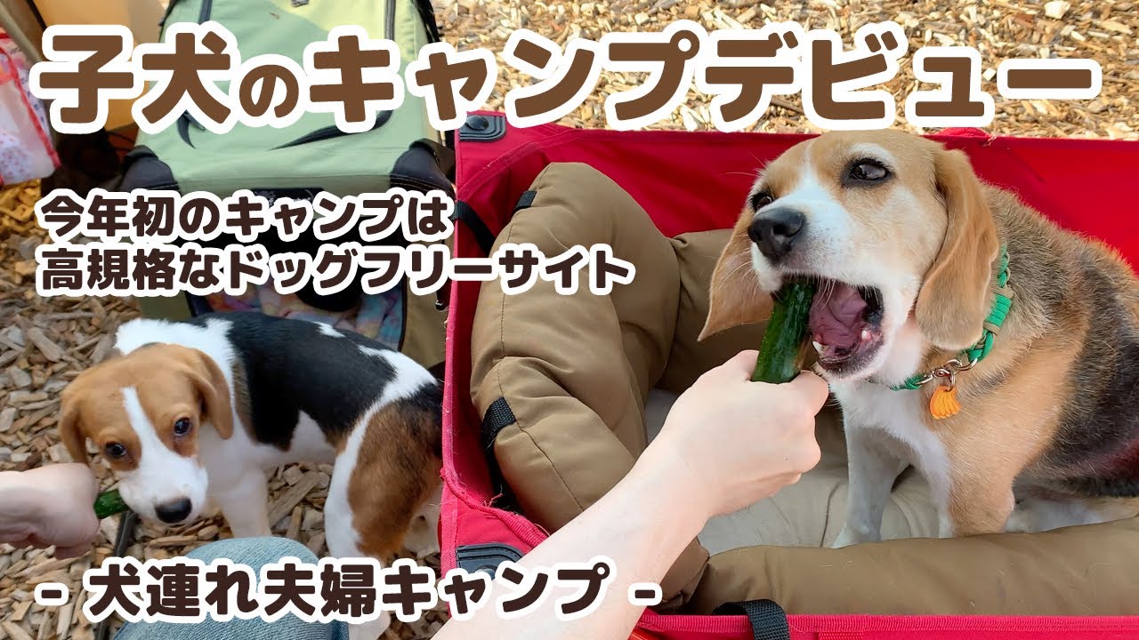 【キャンプ】子犬のキャンプデビューは高規格なドッグフリーサイトへ  -犬連れ夫婦キャンプ-