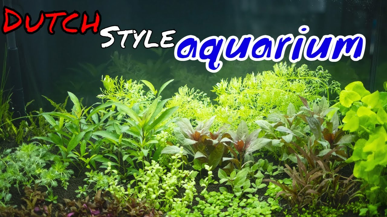 Acvariu olandez (Am amenajat un aquascape olandez fără co2 dar cu aquasoil la sediul endler.ro)