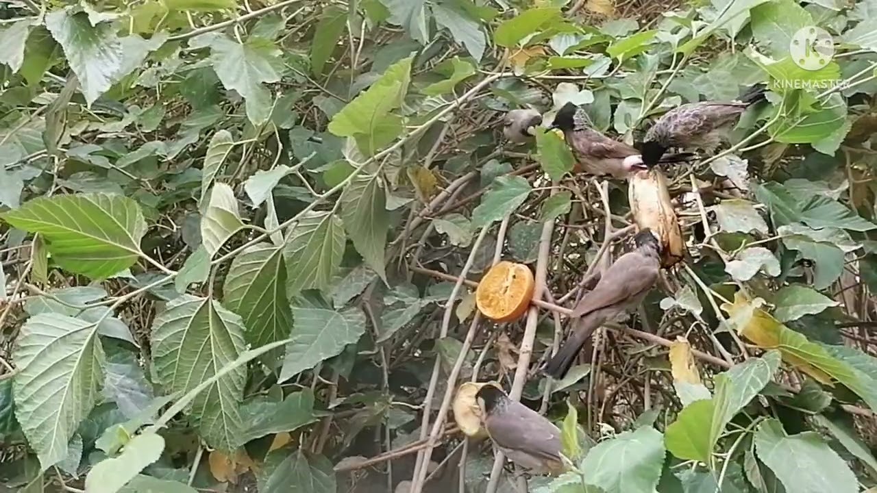 تقارب البلابل بانواعها مفروضة على المربي