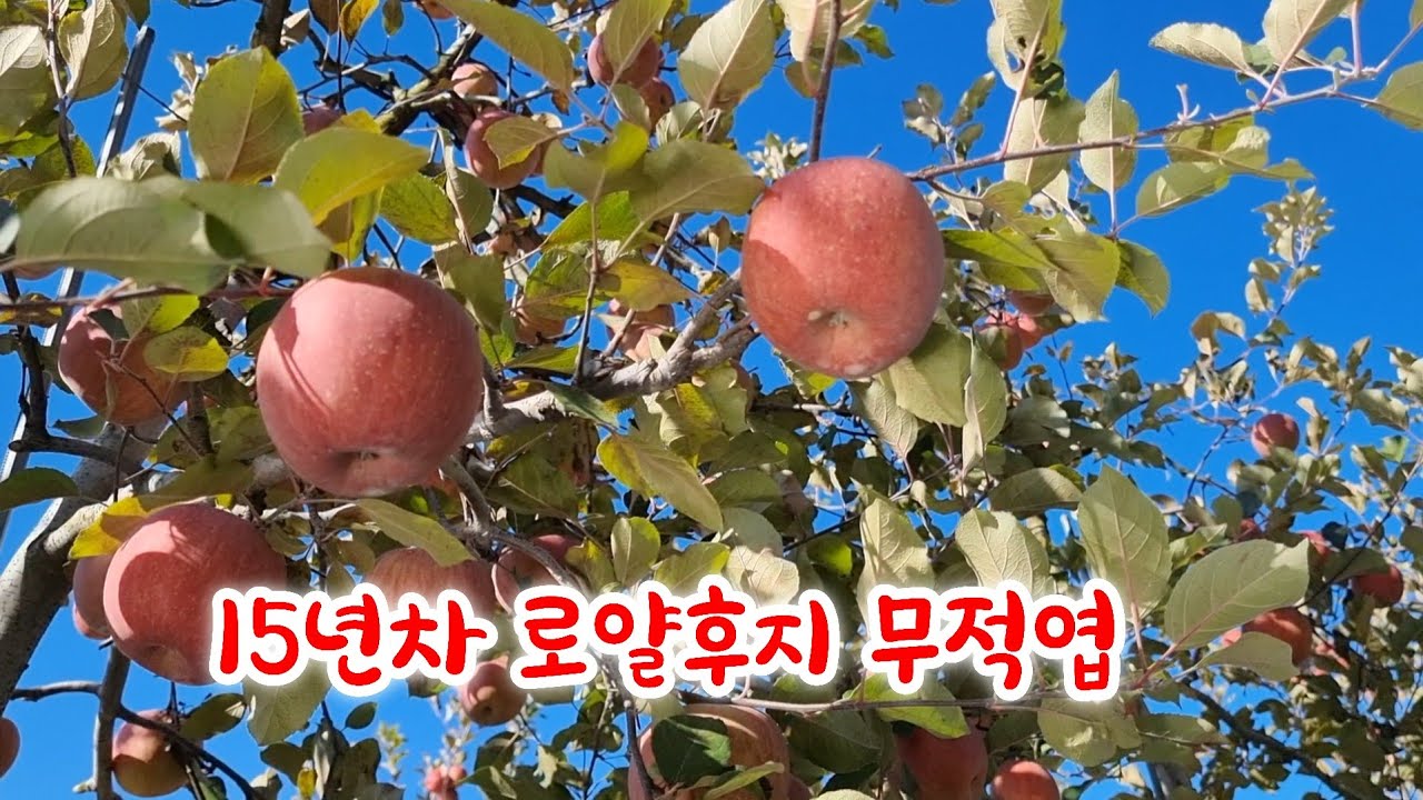 15년차 로얄후지 수확준비합니다.
